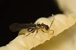 A small, dark insect with elongated wings