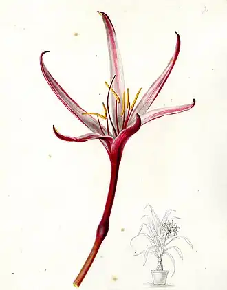Crinum amabile