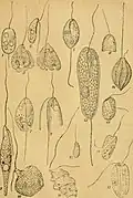 Anisonema, Petalomonas, Notosolenus, Scytomonas and Tropidoscyphus spp. (Sphenomonadales); Heteronema, Dinema and Entosiphon spp. (Heteronematales)