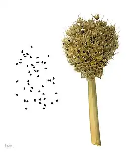 A. fistulosum – MHNT