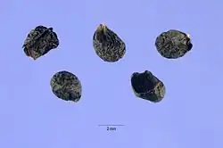 "Allium tolmiei" seeds collected in England