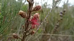 Immature female cones