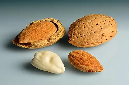 Almonds: shell cracked open, whole shell, shelled, blanched