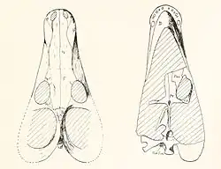 Skull of Alopecognathus minor by Sydney H. Haughton, 1918.