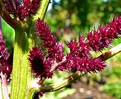 Amaranthus cruentus 'Foxtail' flower closeup
