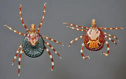 Amblyomma variegatum ixodid ticks, female and male, dorsal