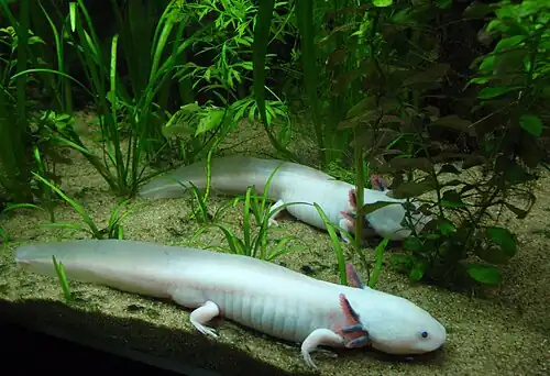 These axolotls at Vancouver Aquarium are leucistic, with less pigmentation than normal.