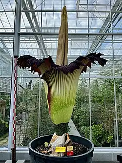 The tallest inflorescence was recorded at Meise Botanic Garden, Belgium, on 13 August 2024. It measured 322.5 cm from the tuber.