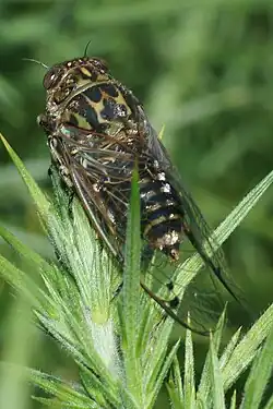 Amphipsalta cingulata