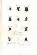 Plate 3 from: C.J.-B. Amyot and J. G. Audinet-Serville (1843). Histoire naturelle des insectes. Hémiptères. Paris, Librairie encyclopédique de Roret.