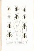Plate 7 from: C.J.-B. Amyot and J. G. Audinet-Serville (1843). Histoire naturelle des insectes. Hémiptères. Paris, Librairie encyclopédique de Roret.