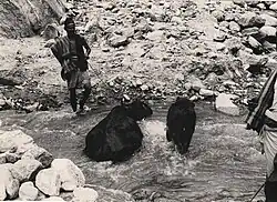 A man leading cows through part of the river