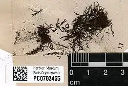 Clump of small brown filaments of moss with dirt and a barcode and scale