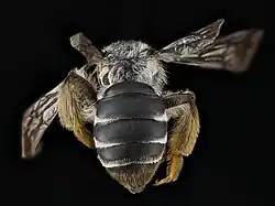 Posterior view of a female