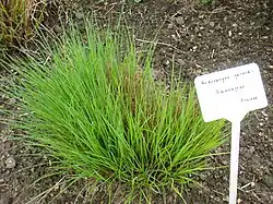 New growth in May at the Berlin Botanical Garden