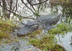 Image 28Alligator in the Florida Everglades (from Geography of Florida)