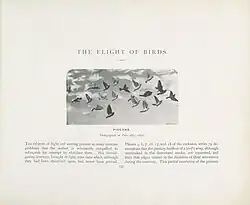 Image of a page from a landscape-oriented book. The chapter title, "The Flight of Birds", is above a black and white photograph of a flock of pigeons flying in the sky.