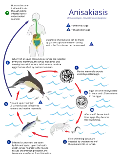 Life cycle of the parasitic Anisakis worm