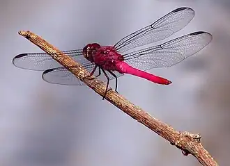 A dragonfly, or Anisoptera Ana Cotta