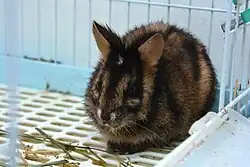 Black and brown striped rabbit in cage
