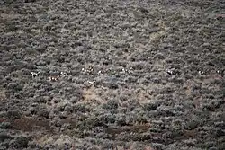 A herd of eleven pronghorns traveling in a line through a sagebrush landscape.