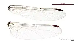Male wings