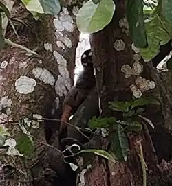 Brownish-black monkey with white eyebrows