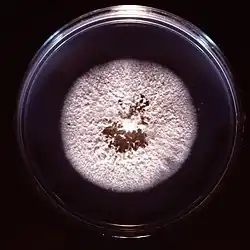 White, powdery colony on Petri dish