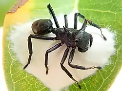 Both aggressive and Batesian mimicry: Aphantochilus rogersi