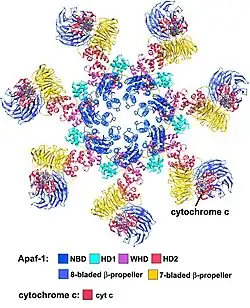 Pseudo atomic structure of the human apoptosome.