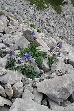 A pale blue columbine growing amid limestone scree in the Dinaric Alps.