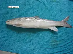 Arabibarbus grypus (Arabibarbus)