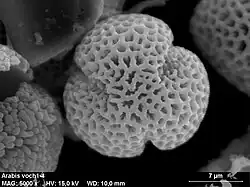 Arabis pollen has three colpi and prominent surface structure.