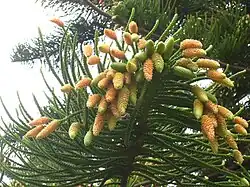 Male cones