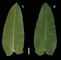 Leaves
