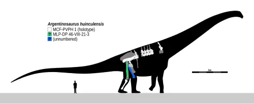 Diagram showing known parts of the skeleton