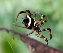 Argiope reinwardti founded in Kawah Putih, Indonesia