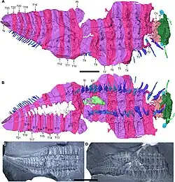 The larger of two exceptionally preserved Arthropleura fossils from Montceau-les-Mines (France), showing the head region (including the antennae and stalked eyes), as well as legs (two pairs per body segment), from Lhéritier et al. (2024).