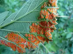 Arthuriomyces peckianus found at Frostburg State University Arboretum, Frostburg, Maryland, USA