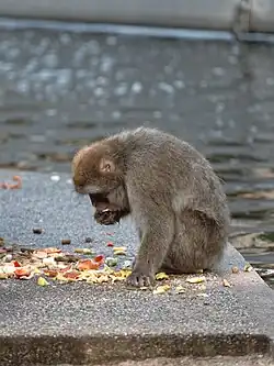 A Japanese macaque eating various fruits and vegetables