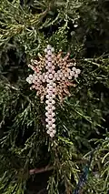 Ascension Lutheran Church hosts Chrismon assembly workshops throughout the year, and holds an annual Chrismon Tree viewing in the weeks leading up to Christmas.
