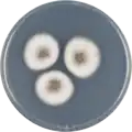 Aspergillus venezuelensis growing on CYA plate