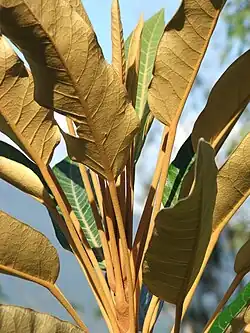 Indumentum on the leaves