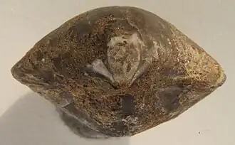 Athyris concentrica, posterior view