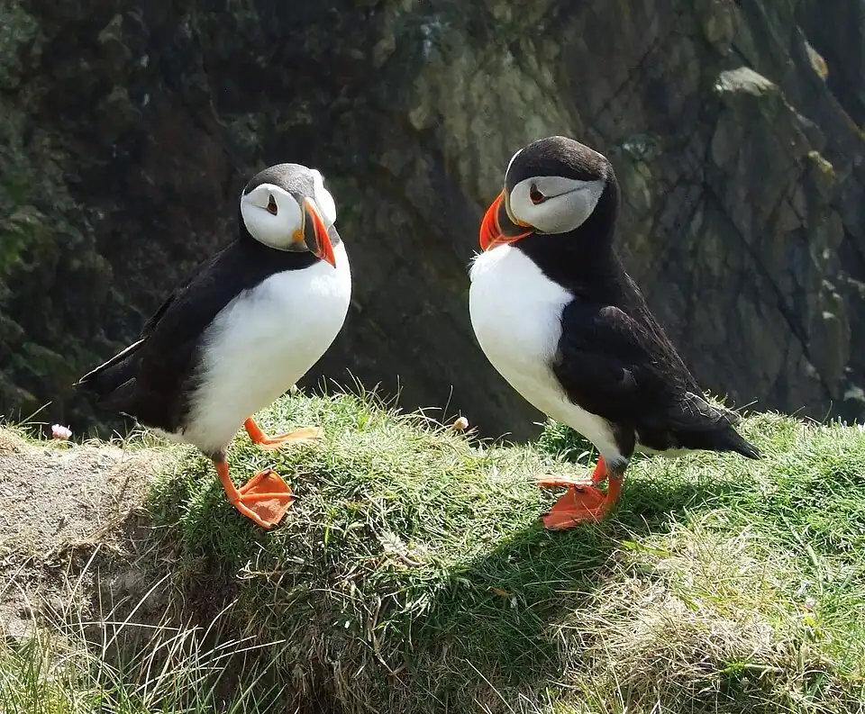 Atlantic Puffins at Sumburgh Head, Shetland