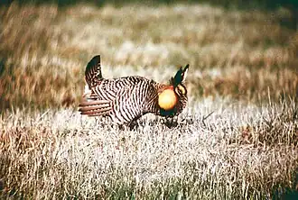 An Attwater's prairie chicken