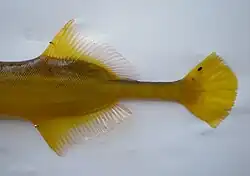 A. chinensis, detail of tail