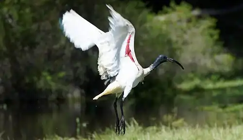 Showing red skin under the wings