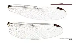 Male wings