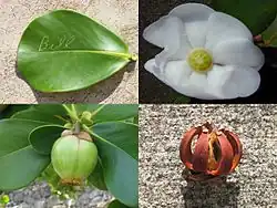 Autograph tree (C. rosea): leaf with autograph, flower, fresh fruit, and dried fruit.